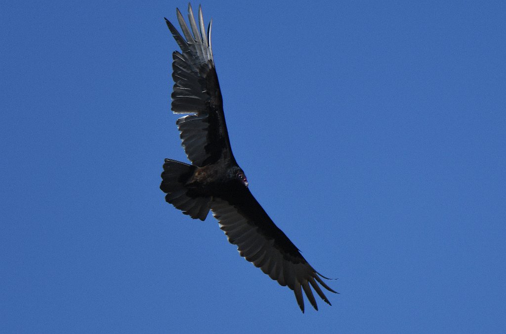 Vulture, Turkey, 2018-05082191 Broad Meadow Brook, MA.JPG - Turkey Vulture in flight. Broad Meadow Brook Wildlife Sanctuary, MA, 5-8-2018